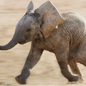 Pocztówka biegnące słoniątko