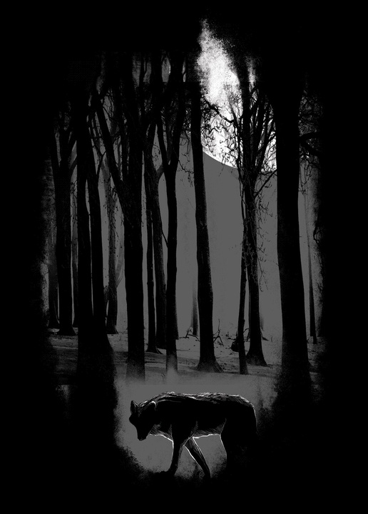 ciemny las - zdjęcie 1