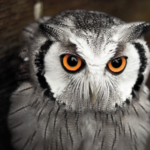 scops owl - picture 1