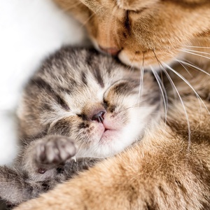 sleeping kitten and his mum - picture 1