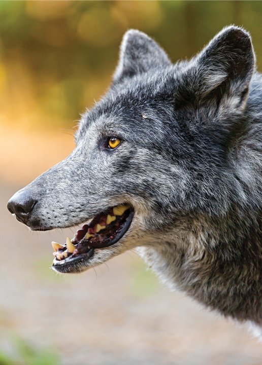 profile of a grey wolf - picture 1