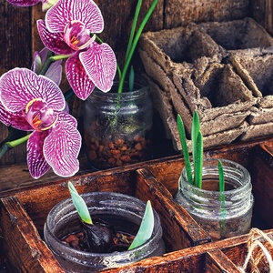 Postcard seedlings and orchid