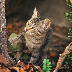 Kolekcja koty zorana - kot w ogrodzie