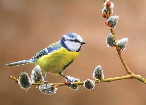 blue tit on willow branch - picture 1