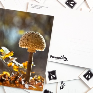 parasol mushroom - picture 2