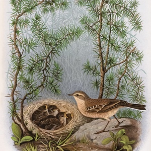 Collection birds and their nests - water pipit