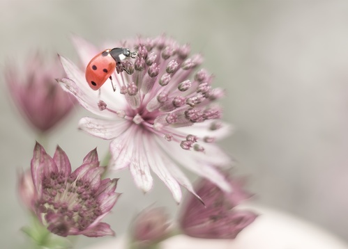 ladybird - picture 1