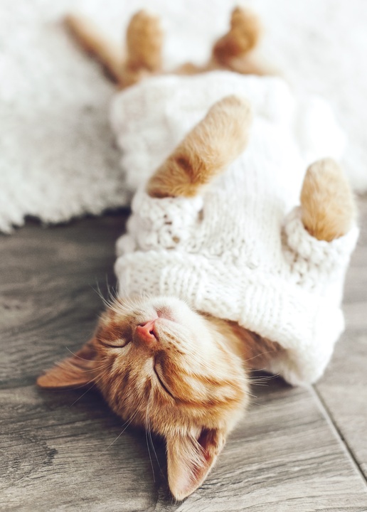 kitten wearing knitted sweater - picture 1