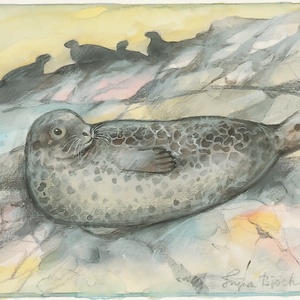 harbor seal - picture 1