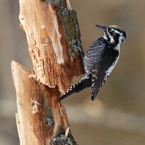 Postcard three-toed woodpecker