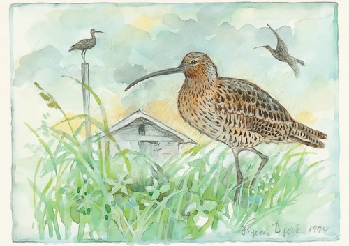 curlew - picture 1