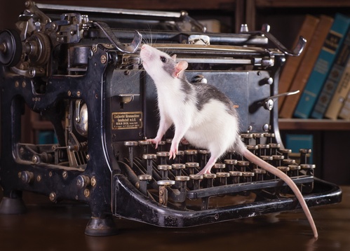 szczurek w bibliotece - zdjęcie 1