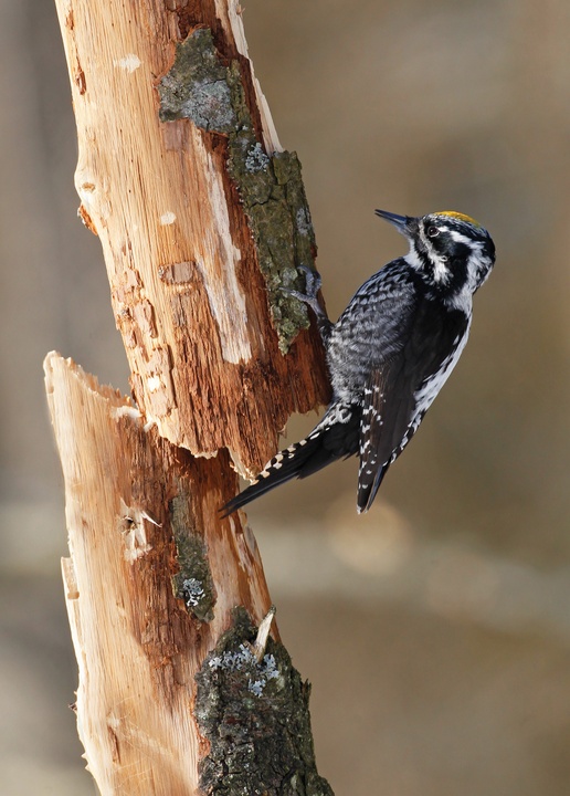 three-toed woodpecker - picture 1