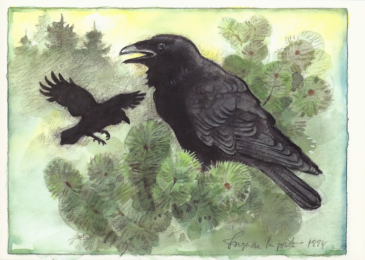 raven - picture 1
