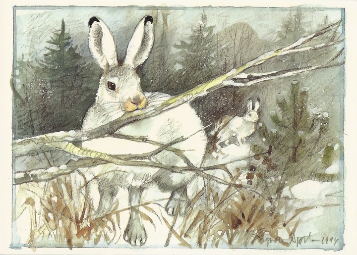 mountain hare - picture 1