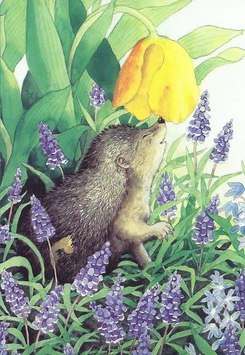 hedgehog in garden - picture 1