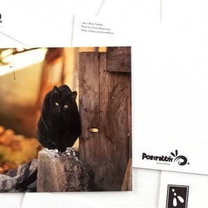 (jak) czarna pantera - zdjęcie 2