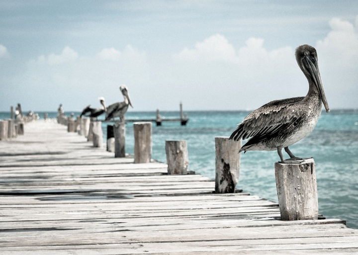molo z pelikanami - zdjęcie 1