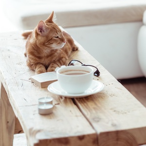 kot, kawa i książka - zdjęcie 1