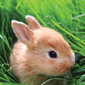 bunny on grass - picture 1