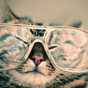 Postcard cat wearing glasses
