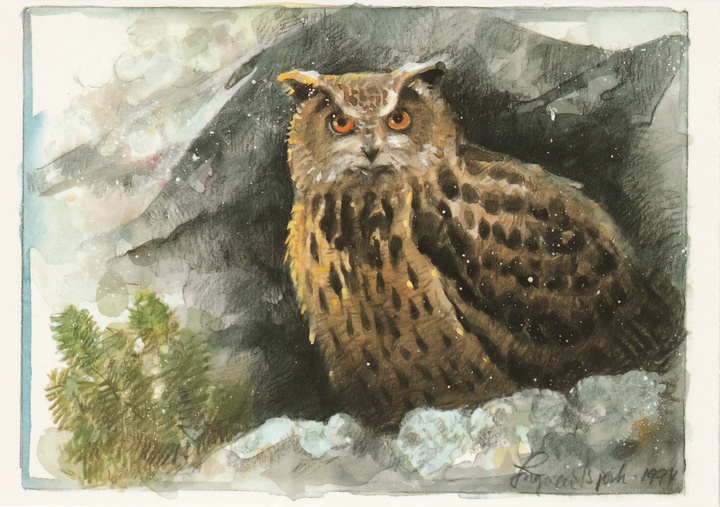 eagle-owl - picture 1