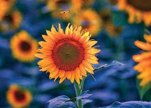 sunflower - picture 1