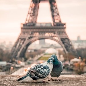 Postcard love in paris