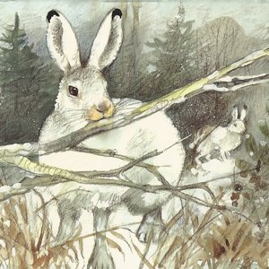 Postcard mountain hare
