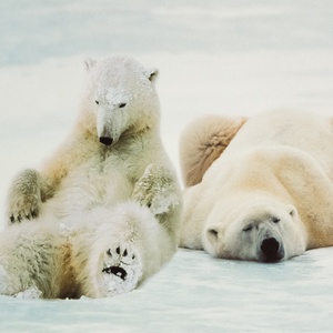 Postcard polar bears