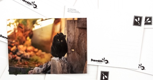 (jak) czarna pantera - zdjęcie 2