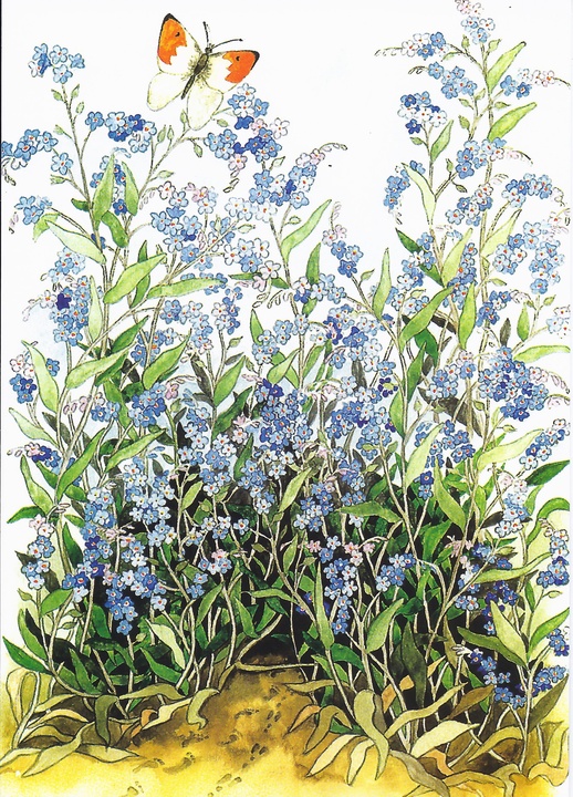 forget-me-nots - picture 1