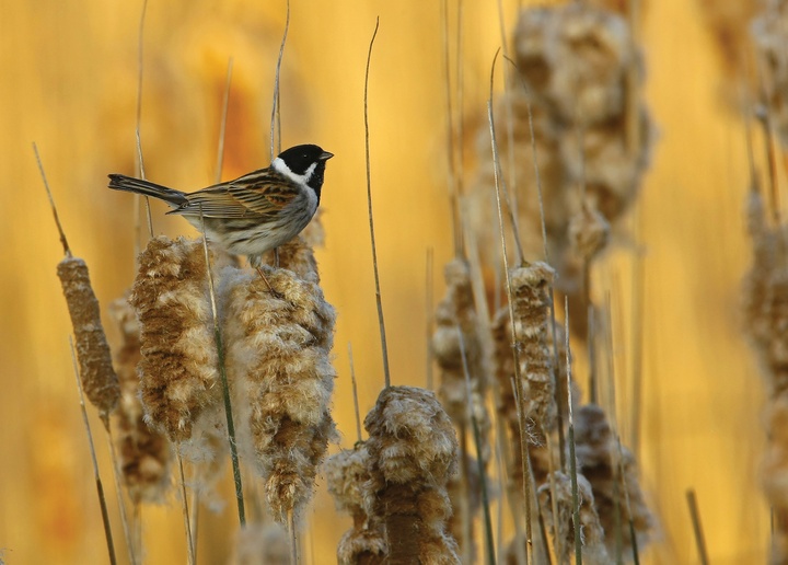 common reed bunting - picture 1