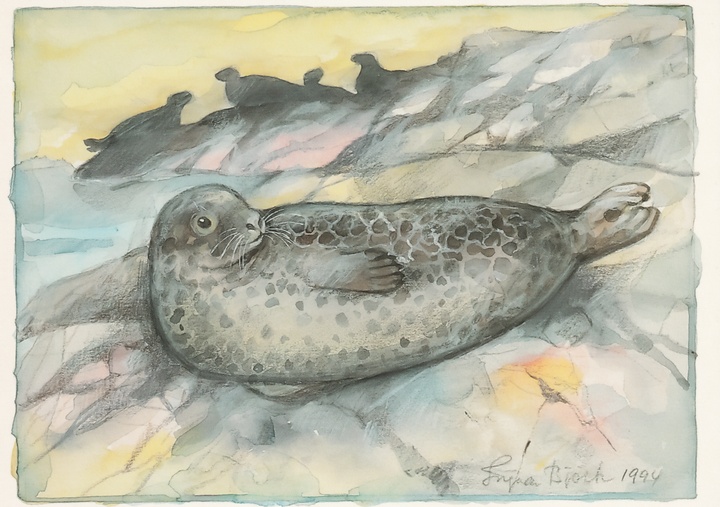 harbor seal - picture 1