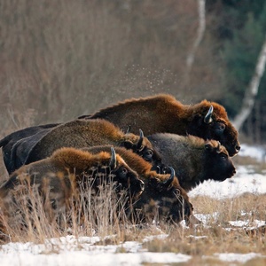 Postcard european bisons