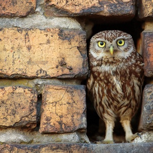 little owl - picture 1
