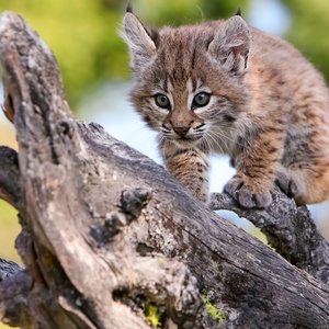 Postcard playful lynx