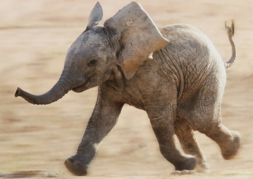 biegnące słoniątko - zdjęcie 1