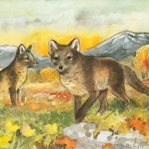 Postcard arctic foxes