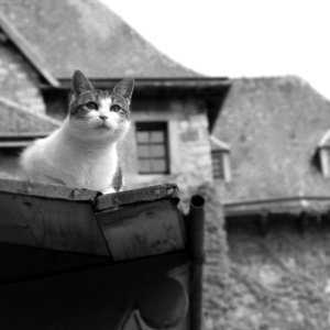 Pocztówka kot na dachu