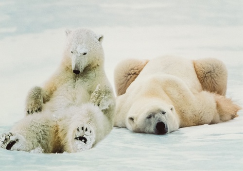 polar bears - picture 1