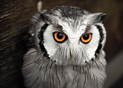 scops owl - picture 1