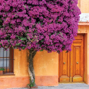 blooming bougainvillea tree - picture 1