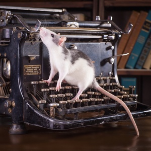 Postcard rat in a library